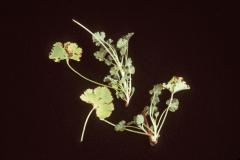 Geranium