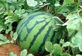 Fruits (Cucumber, Watermelon, Pumpkin, Melon)