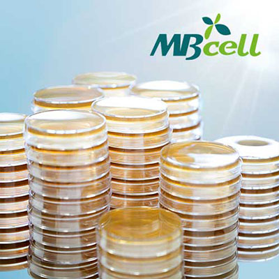 BS (Bifidobacterium Selective) Agar plates / MB-B1381-P50