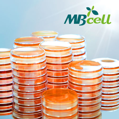 Mannitol Salt Agar Plate / MB-M1029P-P50