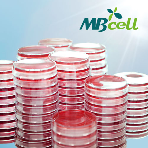 Blood Agar Base Plate / MB-B1005-P50