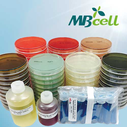 BGLB 2% (Brilliant Green Lactose Bile) Broth with Durham (x2) / MB-B1030-MO1